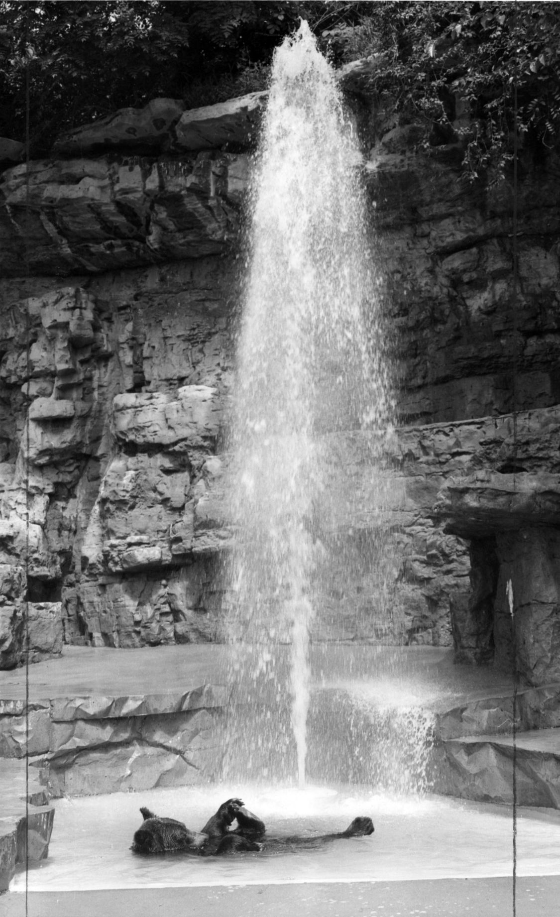 Bears at the St. Louis Zoo in 1963